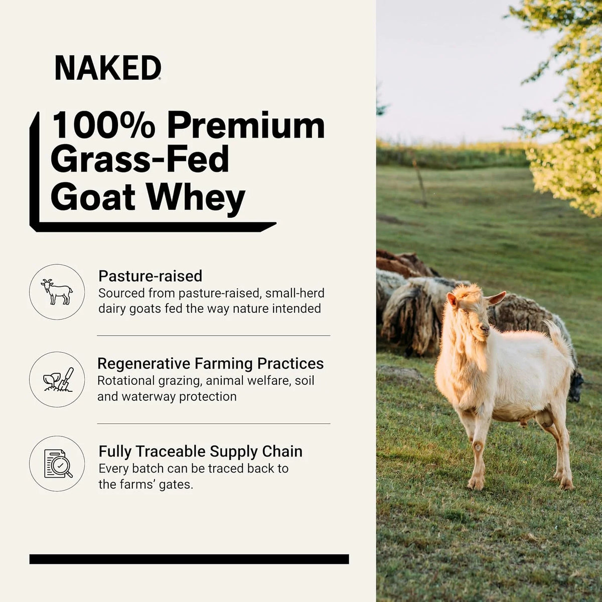 NAKED Goat - Pasture Fed Goat Whey Protein Powder from Small-Herd Wisconsin Dairies, 2Lb Bulk, GMO Free, Soy Free. Easy to Digest - All Natural - 23 Grams of Protein - 30 Servings