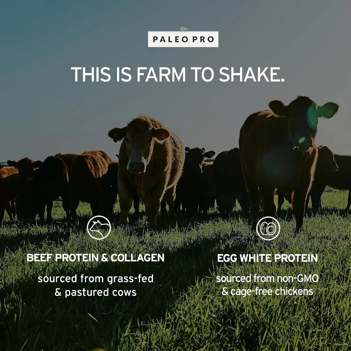26G Grass Fed Beef Protein Powder Isolate, Dairy & Gluten Free (Plain)